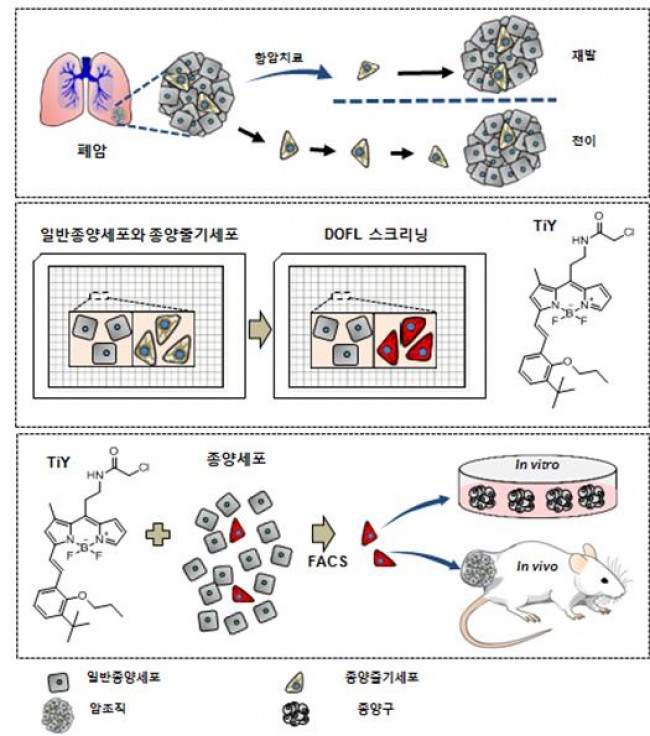 (위에서부터) 폐암 조직에서 종양세포 중 종양줄기세포가 단 한개만 있어도 암이 재발하거나 전이될 가능성이 높다. 일반종양세포와 종양줄기세포가 섞여있는 세포에 형광분자들을 종류별로 처리, 폐암줄기세포에만 결합하는 형광분자를 찾는 과정을 거친다. 이러한 과정으로 찾은 수많은 형광물질 중 TiY 분자가 폐암줄기세포에만 결합함을 확인했다. 종양 세포에 TiY를 처리 후, TiY로 염색된 세포를 분리해 체외배양하면(In vitro) 종양구를 형성함을 볼 수 있다. 또한, TiY 염색 세포들을 생쥐에 주입하면(In vivo) 주입된 부위에 역시 종양을 형성함을 확인할 수 있다. 이를 통해 TiY가 종양구 형성 가능한 종양줄기세포만을 선택적으로 탐지한다는 것을 증명했다. - IBS 제공